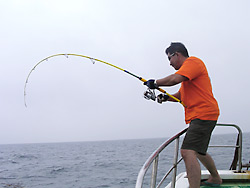 MareGC707-20lbイメージ