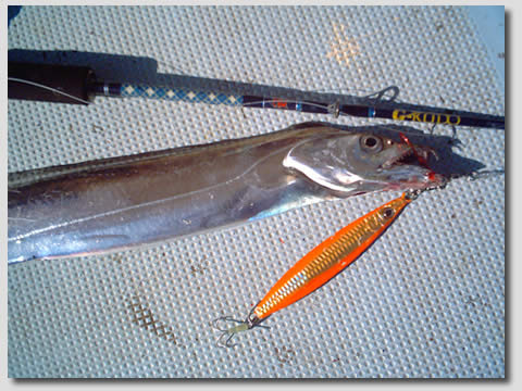 太刀魚ジギング・実釣レポート画像